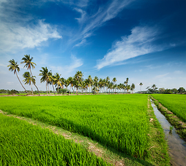 Image showing Rice close up, India