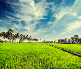 Image showing Rice close up, India