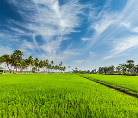 Image showing Rice close up, India