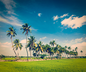 Image showing Rice close up, India