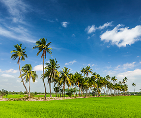 Image showing Rice close up, India