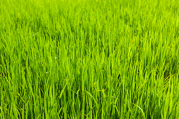 Image showing Rice close up, India