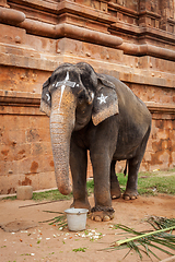 Image showing Elephant in Hindu temple