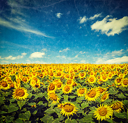 Image showing Sunflower field and blue sky