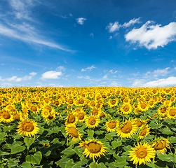 Image showing Sunflower field and blue sky