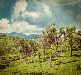 Image showing Green tea plantations in Munnar, Kerala, India