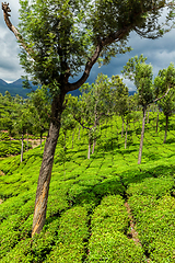 Image showing Green tea plantations in Munnar, Kerala, India