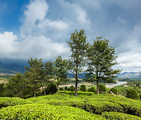 Image showing Green tea plantations in Munnar, Kerala, India