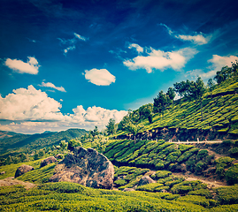 Image showing Green tea plantations in Munnar, Kerala, India