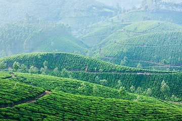 Image showing Green tea plantations in Munnar, Kerala, India