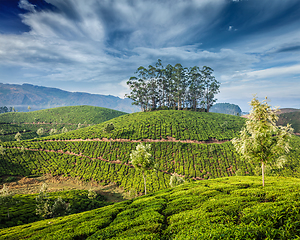 Image showing Green tea plantations in Munnar, Kerala, India