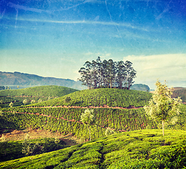 Image showing Green tea plantations in Munnar, Kerala, India