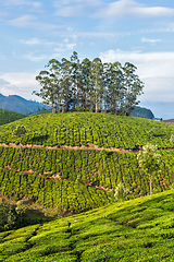 Image showing Green tea plantations in Munnar, Kerala, India