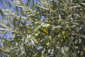 Image showing Olives