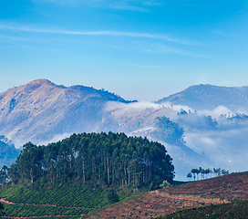 Image showing Green tea plantations in Munnar, Kerala, India