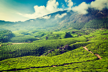 Image showing Green tea plantations in Munnar, Kerala, India