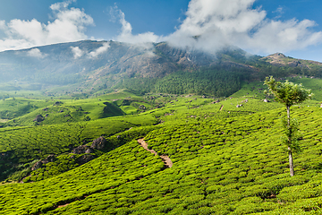 Image showing Green tea plantations in Munnar, Kerala, India