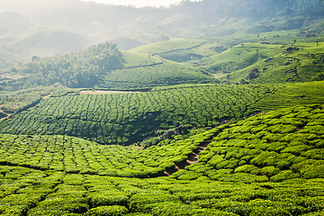 Image showing Green tea plantations in Munnar, Kerala, India