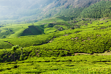 Image showing Green tea plantations in Munnar, Kerala, India