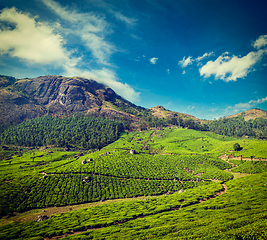 Image showing Green tea plantations in Munnar, Kerala, India