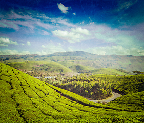 Image showing Green tea plantations in Munnar, Kerala, India