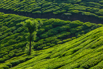 Image showing Green tea plantations in Munnar, Kerala, India