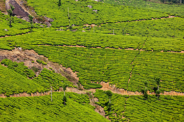 Image showing Green tea plantations in Munnar, Kerala, India