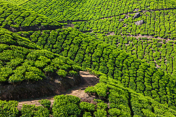 Image showing Green tea plantations in Munnar, Kerala, India