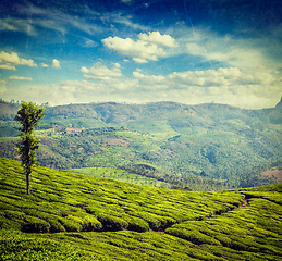 Image showing Green tea plantations in Munnar, Kerala, India