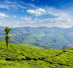 Image showing Green tea plantations in Munnar, Kerala, India