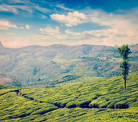 Image showing Green tea plantations in Munnar, Kerala, India