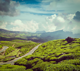 Image showing Green tea plantations in Munnar, Kerala, India