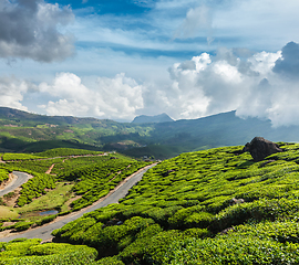 Image showing Green tea plantations in Munnar, Kerala, India