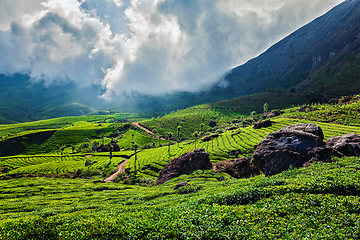 Image showing Green tea plantations in Munnar, Kerala, India