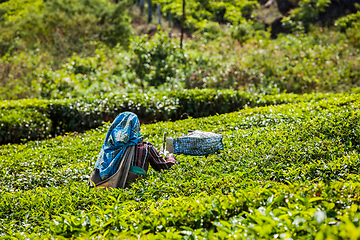 Image showing Indian woman harvests tea leaves at tea plantation at Munnar