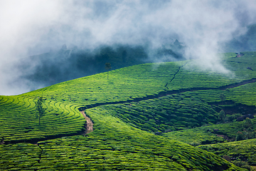 Image showing Green tea plantations in Munnar, Kerala, India