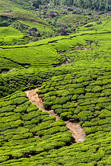 Image showing Green tea plantations in Munnar, Kerala, India