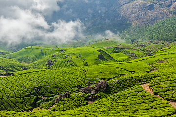 Image showing Green tea plantations in Munnar, Kerala, India