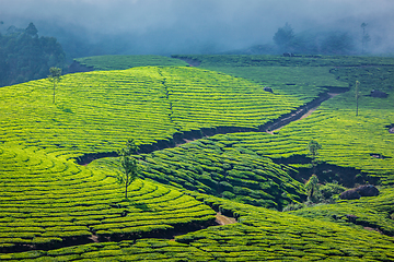 Image showing Green tea plantations in Munnar, Kerala, India