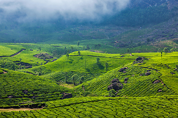 Image showing Green tea plantations in Munnar, Kerala, India