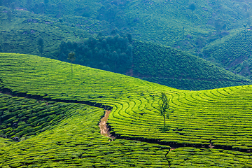 Image showing Green tea plantations in Munnar, Kerala, India