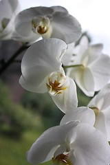 Image showing orchids