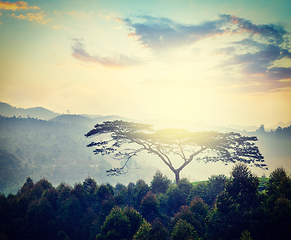 Image showing Lonely tree on sunrise in hills