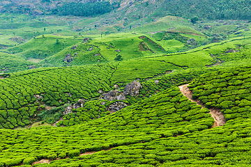 Image showing Green tea plantations in Munnar, Kerala, India