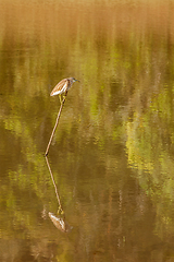 Image showing Indian Pond Heron or Paddybird (Ardeola grayii)