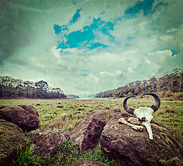 Image showing Gaur (Indian bison) skull with horns and bones