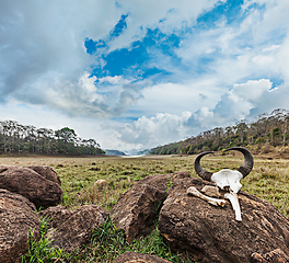 Image showing Gaur (Indian bison) skull with horns and bones