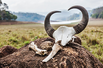 Image showing Gaur (Indian bison) skull with horns and bones