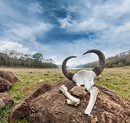 Image showing Gaur (Indian bison) skull with horns and bones