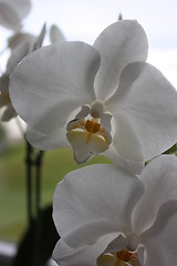 Image showing orchids